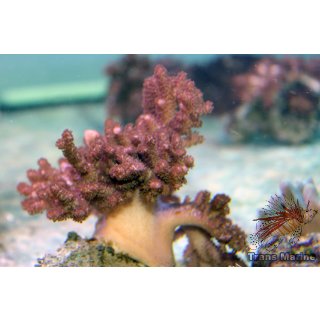 Cladiella sp. NZ INDO