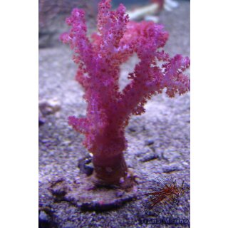 Dendronephthya sp. NZ INDO