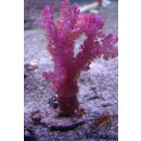 Dendronephthya sp. NZ INDO
