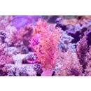 Dendronephthya sp. NZ INDO