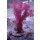 Dendronephthya sp. NZ INDO