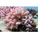 Klyxum sp.  NZ INDO