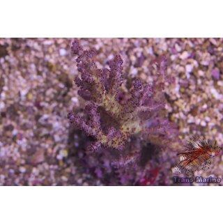 Neospongodes sp. NZ INDO