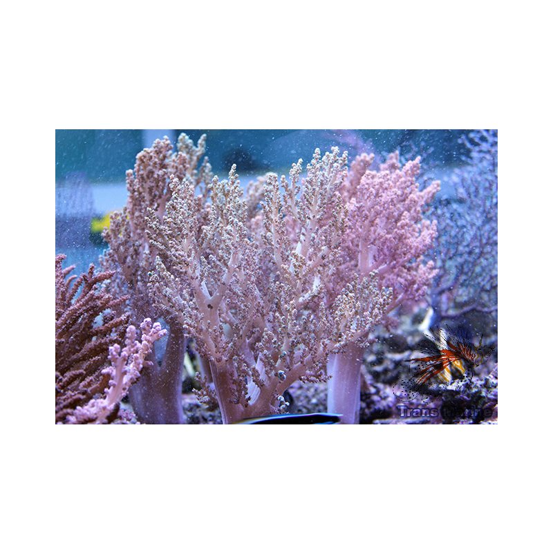 Nephthea Nephthea sp. Weichkoralle - Groß- und Einzelhandel für Meerwasseraqua ...
