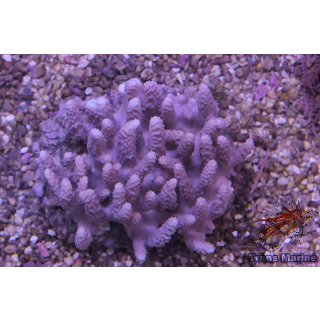 Paralemnalia sp. NZ INDO