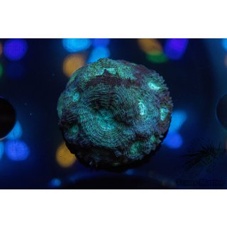 Acanthastrea echinata FRAGS