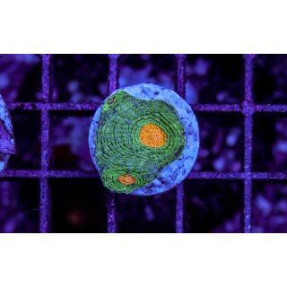 Acanthastrea echinata FRAGS