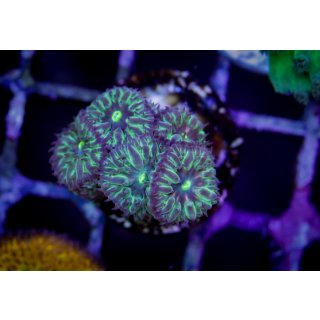 Blastomussa merleti  FRAGS