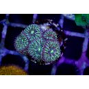 Blastomussa merleti  FRAGS