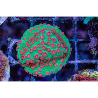 Cyphastrea sp. FRAGS