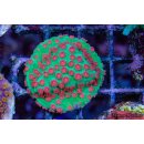 Cyphastrea sp. FRAGS