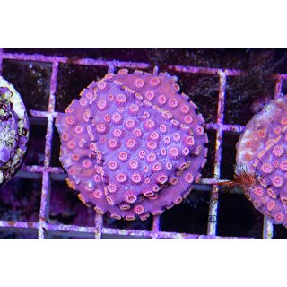 Cyphastrea sp. FRAGS