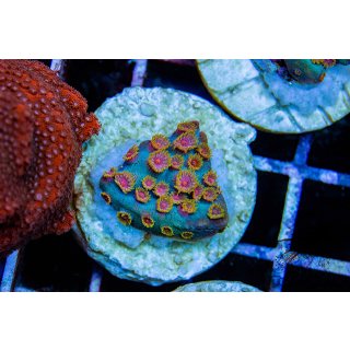 Cyphastrea sp. FRAGS