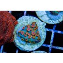 Cyphastrea sp. FRAGS