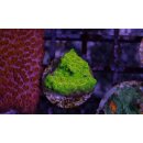 Cyphastrea sp. FRAGS