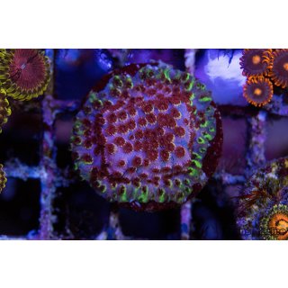 Cyphastrea sp. FRAGS