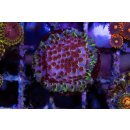 Cyphastrea sp. FRAGS