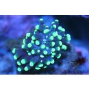 Euphyllia glabrescens    FRAGS
