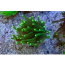 Euphyllia glabrescens    FRAGS