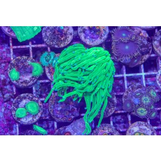 Euphyllia glabrescens    FRAGS