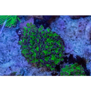 Fimbriaphyllia paradivisa    FRAGS