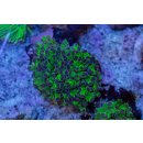 Fimbriaphyllia paradivisa    FRAGS