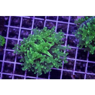 Fimbriaphyllia paradivisa    FRAGS