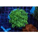 Fimbriaphyllia paradivisa    FRAGS
