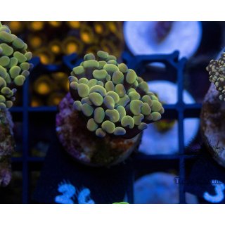 Fimbriaphyllia paraancora    FRAGS