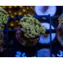 Fimbriaphyllia paraancora    FRAGS