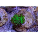 Fimbriaphyllia paraancora    FRAGS