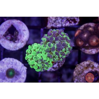 Fimbriaphyllia paraancora    FRAGS