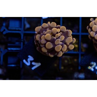 Fimbriaphyllia paraancora    FRAGS