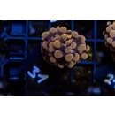 Fimbriaphyllia paraancora    FRAGS