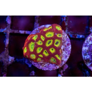 Favia sp.  FRAGS
