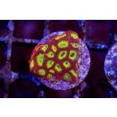 Favia sp.  FRAGS
