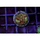 Favia sp.  FRAGS