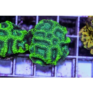 Favia sp.  FRAGS