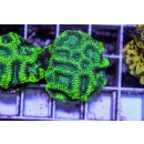 Favia sp.  FRAGS