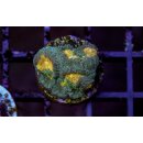 Favia sp.  FRAGS
