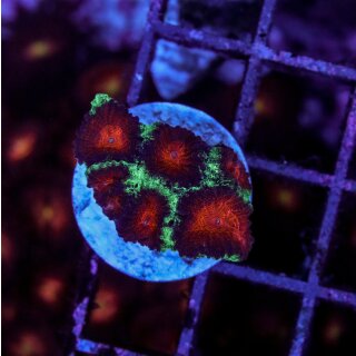 Favia sp.  FRAGS
