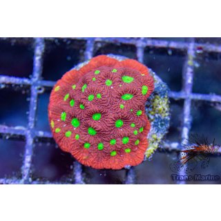 Favia sp.  FRAGS
