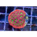 Favia sp.  FRAGS