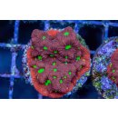 Favia sp.  FRAGS
