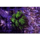Galaxea sp. FRAGS