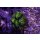 Galaxea sp. FRAGS