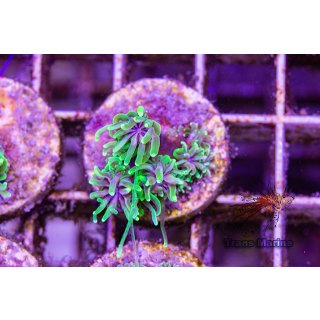 Galaxea sp. FRAGS