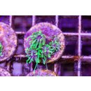 Galaxea sp. FRAGS