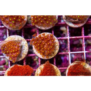 Goniopora sp. FRAGS