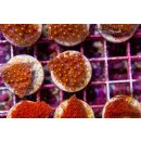 Goniopora sp. FRAGS
